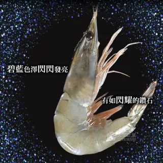 【元家】五星級蝦界LV藍鑽蝦1000g(30/40)