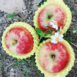 【水果達人】紐西蘭蘋果8顆* 4盒(蜜蘋果)