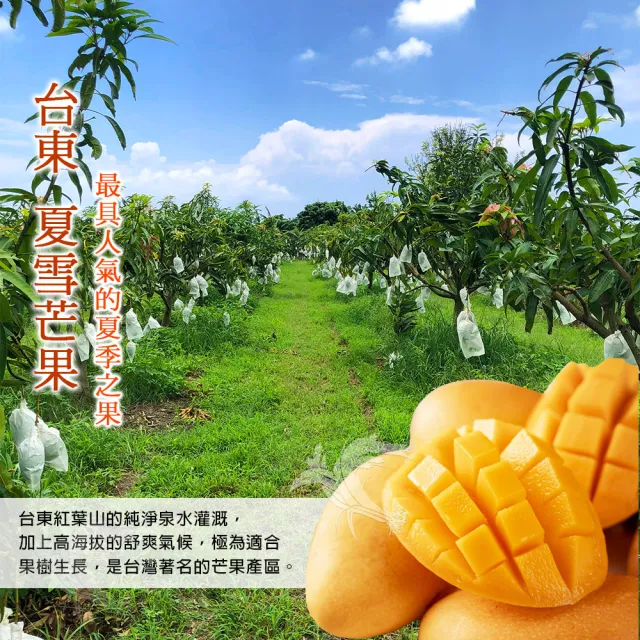 產地直送 盛夏之金黃珍果台東夏雪芒果5斤5 7顆 共4箱 Momo購物網