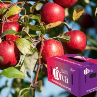 紐西蘭Diva蘋果18kg/70顆 原箱裝(送禮首選)