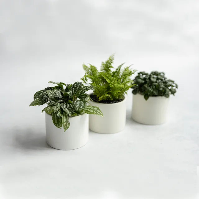 花意空間 觀葉植物桌上盆組 A 植栽淨化空氣開幕送禮 Momo購物網 好評推薦 23年2月 花意空間 觀葉植物桌上盆組 A 植栽淨化空氣開幕送禮 Momo購物網 好評推薦 23年2月