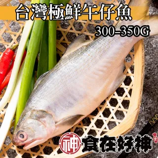 【食在好神】海水養殖鮮嫩午仔魚