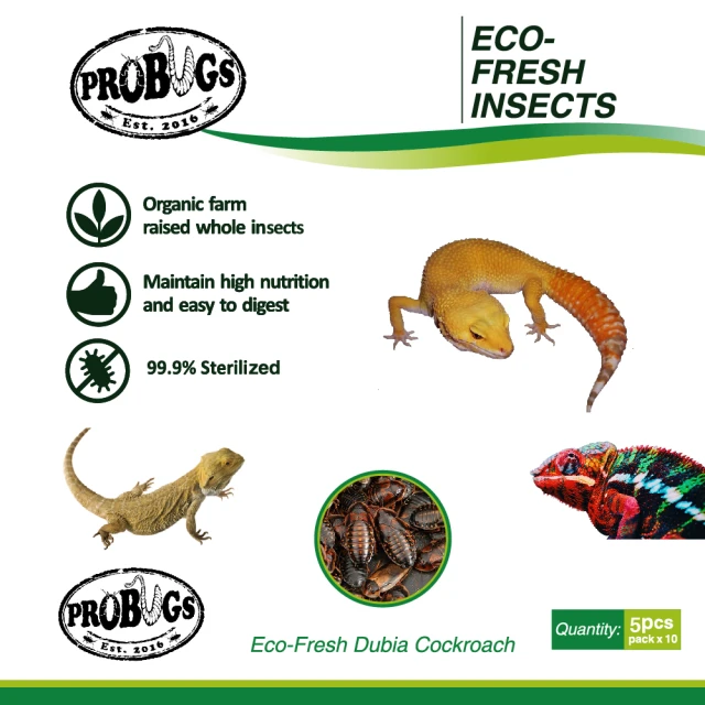 昆寶寵物原形食糧 金蟬生鮮包(蜜袋鼯/爬蟲/倉鼠最愛)好評推