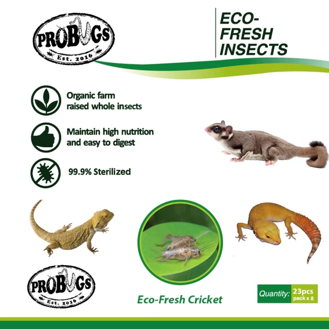 昆寶寵物原形食糧 金蟬生鮮包(蜜袋鼯/爬蟲/倉鼠最愛)好評推