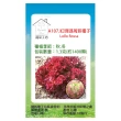 【蔬菜工坊】A107.紅珊瑚萵苣種子(Lollo Rossa 不結球萵苣)