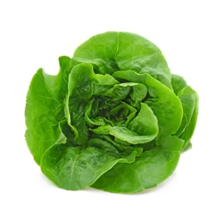 【小美紀】高優質 種子(翠妹萵苣 翠強青江菜 冬圓小白菜 奶油窩苣  菜苗 土壤種植 蔬菜 盆栽 種子 介質)