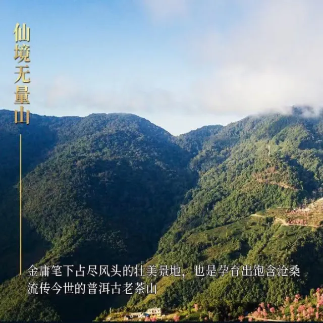 【盛嘉源】無量山  古樹純料 2020(普洱茶   生茶357g)