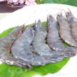 【賣魚的家】泰國生凍白蝦 約15-18尾/盒 共2盒組(淨重500g±3%/盒)