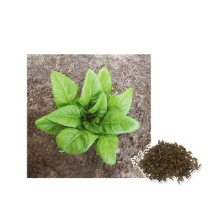 【蔬菜工坊】A75-1.鹿舌萵苣種子