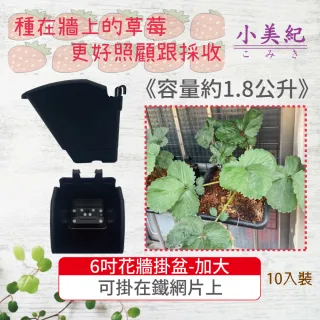 【小美紀】6吋花牆單掛盆-加大+專用椰纖片-10入裝(防風盆 草莓花盆 大花盆 花架 花器 掛盆 防風壁盆 壁盆)