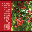 【e果園】高雄六龜LV級黑糖芭比蓮霧禮盒中果-5台斤/盒(中果-約18顆-22顆/盒/產地新鮮直送)