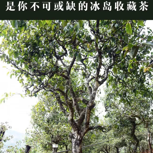 【盛嘉源】冰島老寨 古500 2011y(普洱茶   生茶 357g)