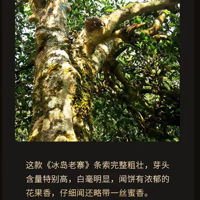 【盛嘉源】冰島老寨 古500 2011y(普洱茶   生茶 357g)