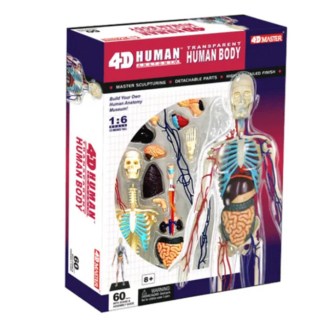 4D MASTER】頭骨1/2 -26086(人體解剖教學模型系列) - momo購物網- 好評