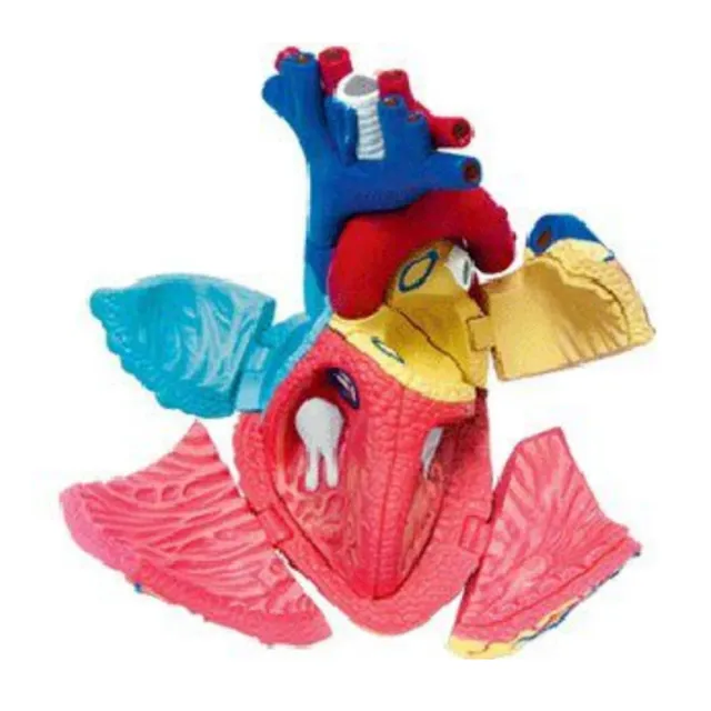 【4D MASTER】心臟 26052(立體拼組模型人體解剖教學系列-)