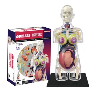 【4D MASTER】立體拼組模型 人體解剖-懷孕 26069(全透視半身)