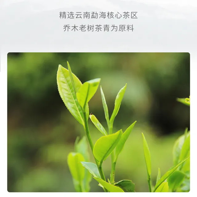 【盛嘉源】老同志  2020清香 357g(普洱茶   生茶)