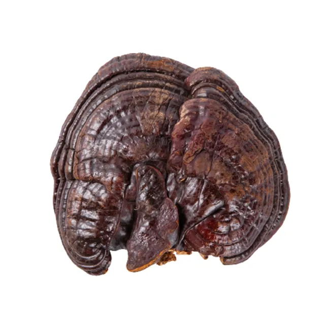 【亞源泉】特級野生紫靈芝500g 1包(贈亞源泉系列商品2包)
