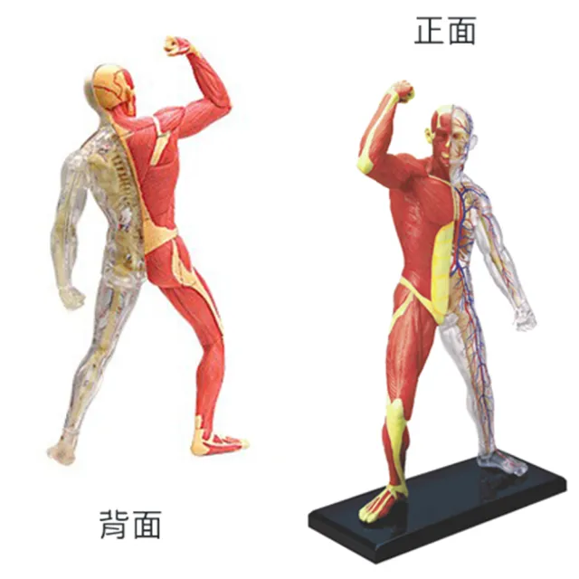 【4D MASTER】肌肉與神經 26058(立體拼組模型)