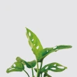 【森多】窗孔龜背芋－窯瓷系列｜洞洞蔓綠絨 水耕盆栽 觀葉植物