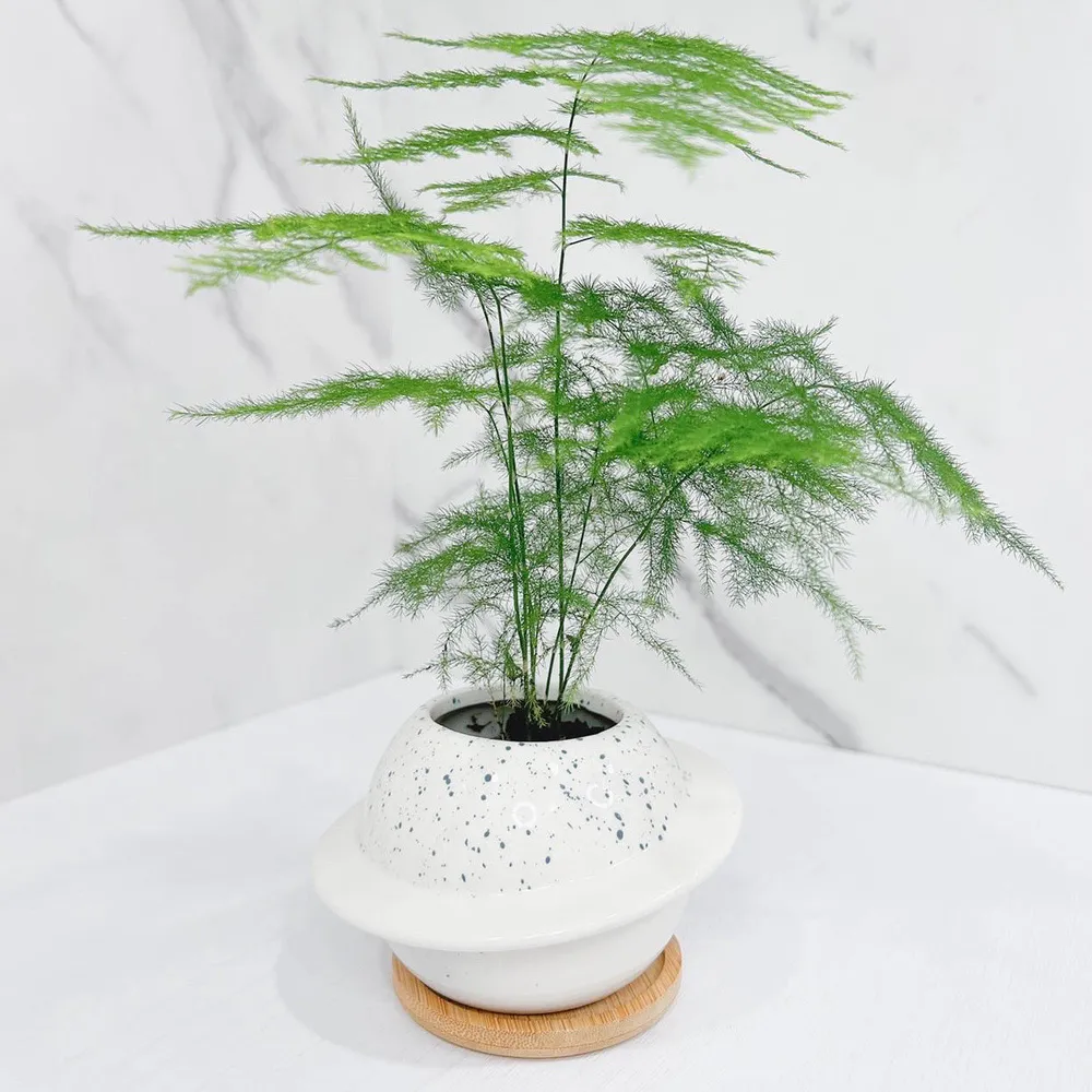 文竹．雲片竹盆栽(辦公桌盆栽．室內植物．淨化空氣．植物送禮．造型盆栽)