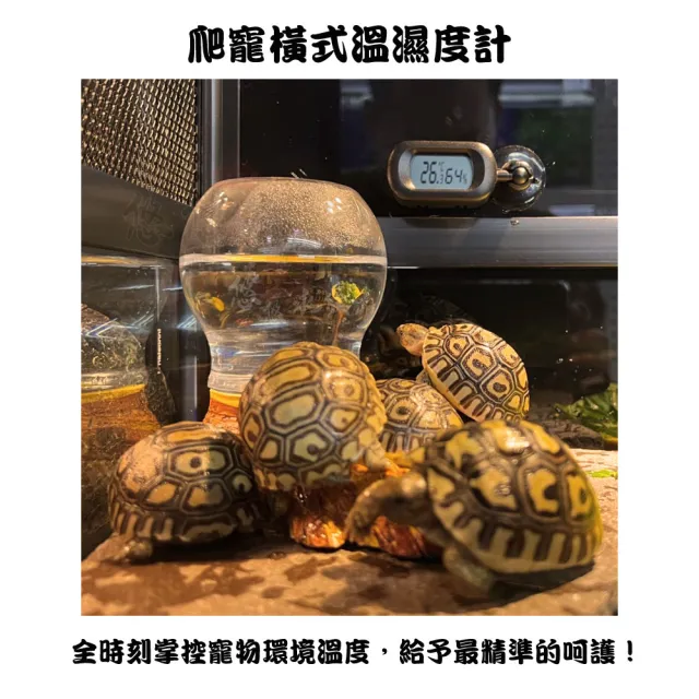 【REPTIZOO 瑞普】爬寵橫式溫濕度計(兩棲爬蟲、爬蟲用品、陸龜用品、鸚鵡用品)