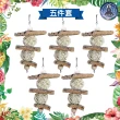 【寵物覺醒】鸚鵡玩具天然樹皮樹木木片啃咬串_5入(台灣/Tropical Planet/熱帶星球/鸚鵡用品/鳥)