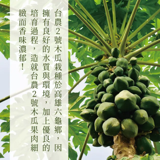 【e果園】高雄六龜台農2號木瓜4斤/5-6顆/箱x2箱(少籽/5-6顆裝/箱x2箱/產地直送)
