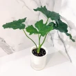 小天使蔓綠絨(淨化空氣·辦公室桌面盆栽·室內植物)