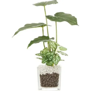 【NITORI 宜得利家居】觀葉人造植物擺飾 玻璃容器 Alocasia(觀葉人造植物擺飾)