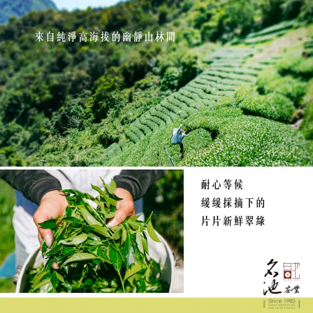 【名池茶業】蒔花烏龍茶葉冷泡茶包3gx60入