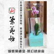 【蘭藝坊】蝴蝶蘭1.7吋禮盒-夢幻綠(蝴蝶蘭禮盒)