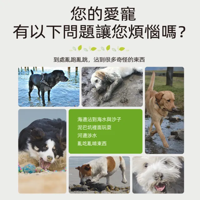 【Absorb Plus】寵物抗菌濕紙巾80抽*6包-八種味道 專為寵物體質設計(不含酒精螢光劑/貓狗適用)