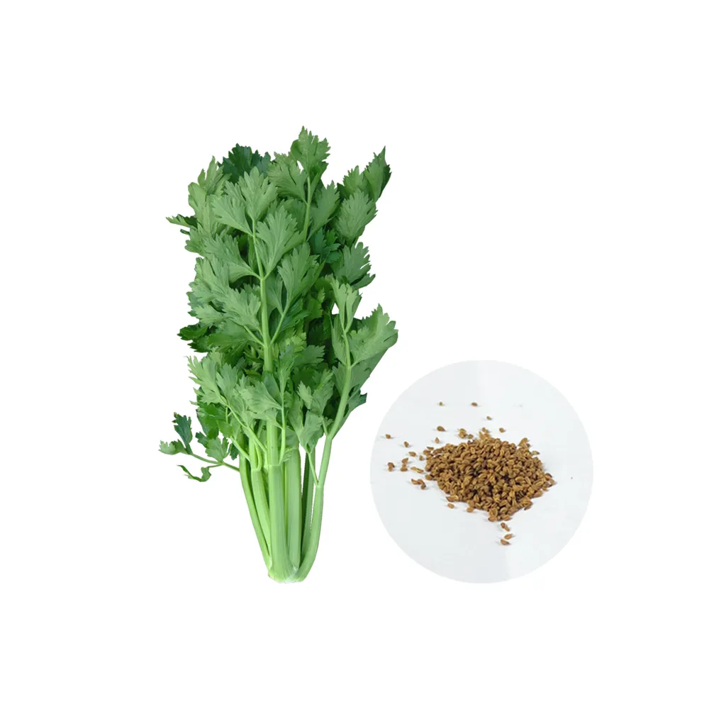 【蔬菜工坊】F06-1.美國青莖西洋芹菜種子1.6克(約4000顆)