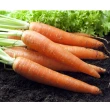 【鮮採家】鮮採紅蘿蔔5台斤1箱