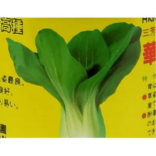 【蔬菜工坊】A66.華王青梗白菜種子