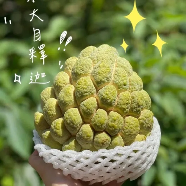 【禾ME】台東大目釋迦5斤x1盒(6-8顆/盒 外銷級)