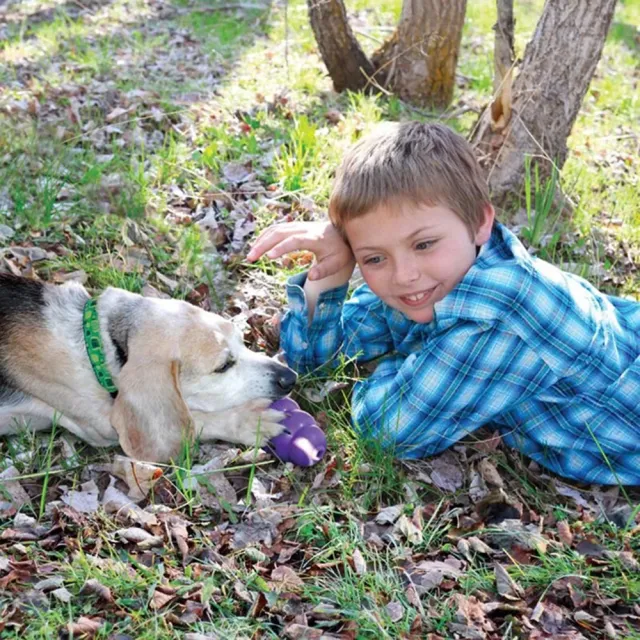 【KONG】老犬紫葫蘆-M號KN2(狗玩具/犬玩具)
