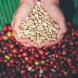 【le brewlife 樂步】巴西 摩吉安娜 - 皇后莊園 黃波旁 去果皮日曬 中烘焙 精品咖啡豆(200克)