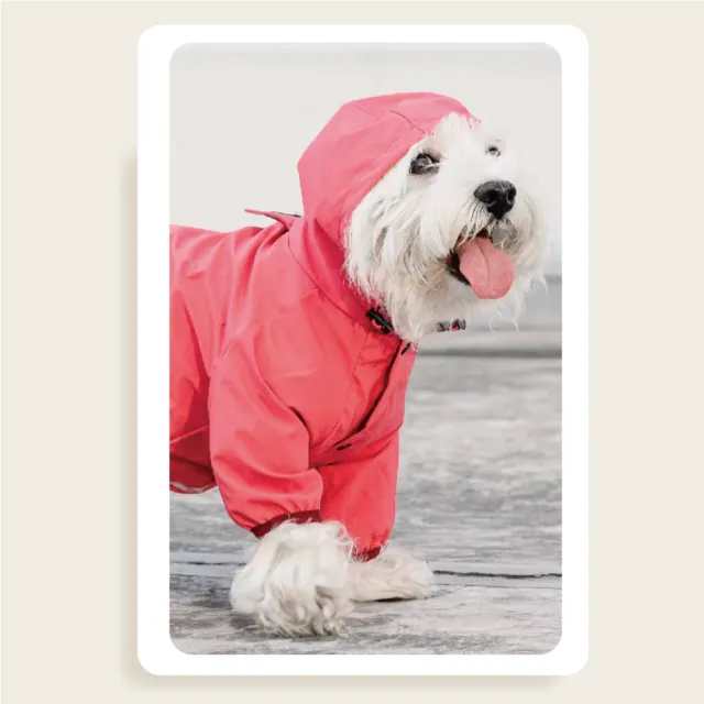 【chachacha】寵物 全包式雨衣 3色(四腿縮口/防潑水雨衣)