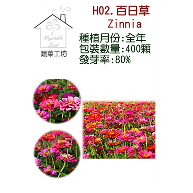 【蔬菜工坊】H02.百日草種子