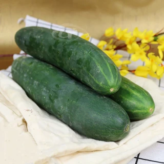 【鮮採家】台灣特級鮮脆胡瓜 大黃瓜(10台斤)
