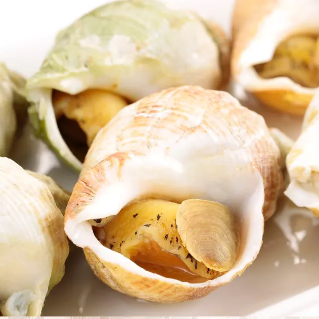 【華得水產】特大野生海鳳螺5包組(500g/包)