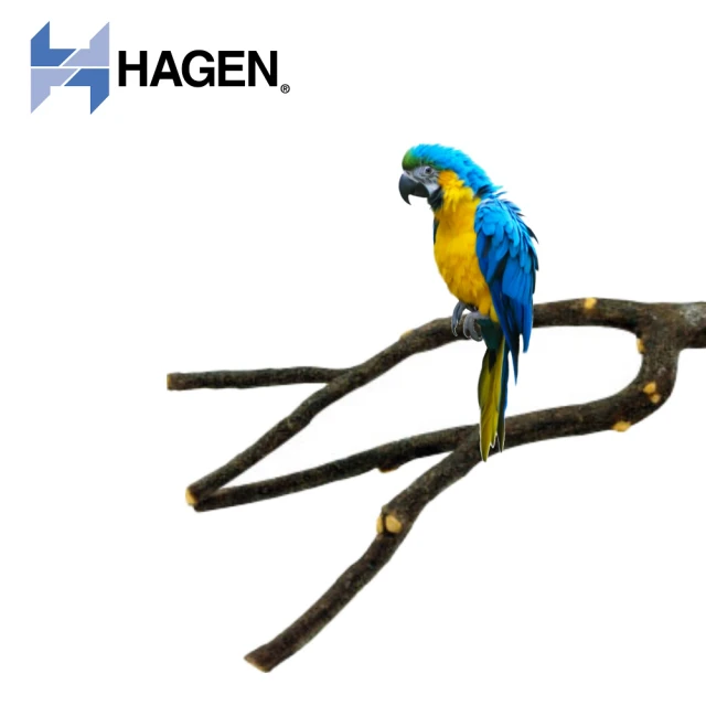 【HAGEN 赫根】Living World 鳥用天然分歧棲木 L號(81542)