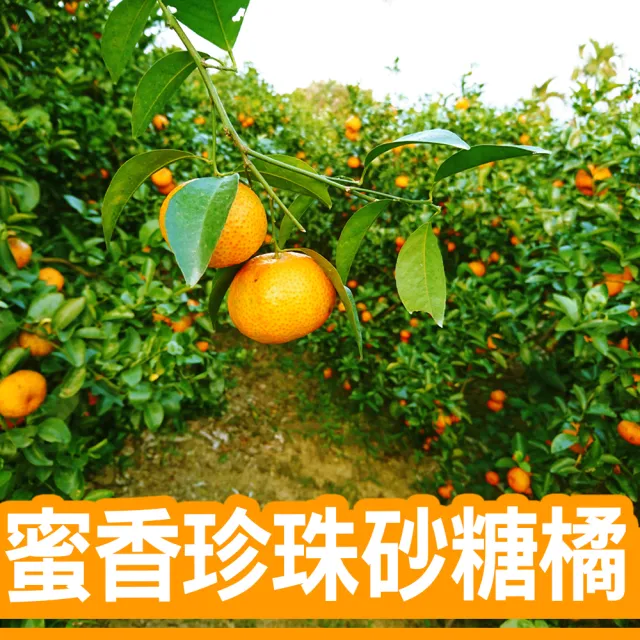 蜜香珍珠砂糖橘(3斤裝/箱)
