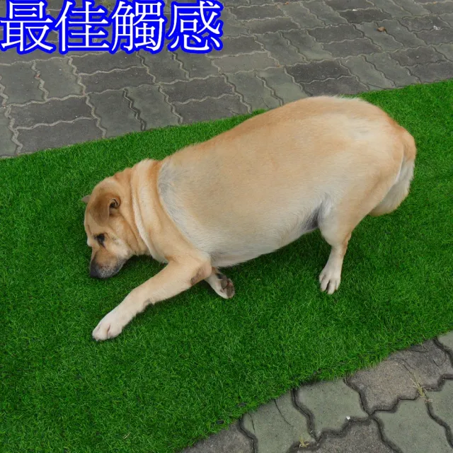 【園藝世界】人造草皮-200*120公分.長寬+-5公分內(仿真草皮/地板裝飾/裝潢配件/人造草皮)