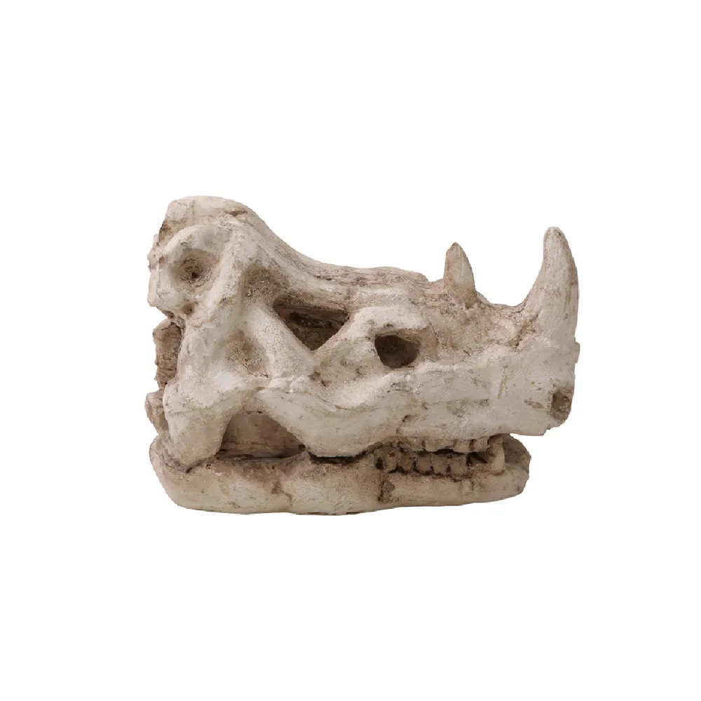 化石犀牛頭