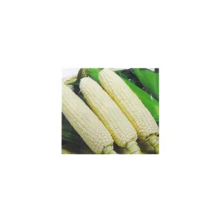 【蔬菜工坊】G50.白龍王1號水果玉米種子20顆(北海道牛奶水果玉米種子)