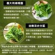 【會呼吸的菜】台灣綜合水耕鮮菜150g±5%x4盒+贈沙拉醬4包