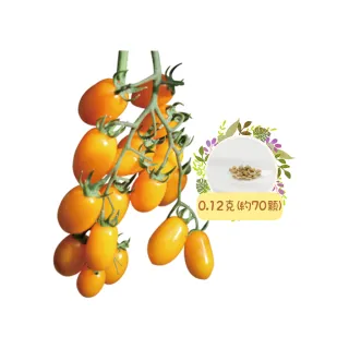 【蔬菜工坊】G92.凰利612黃果小番茄種子0.12克(約70顆)